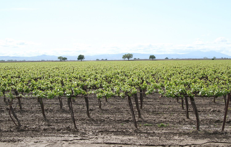 Bixler Farms